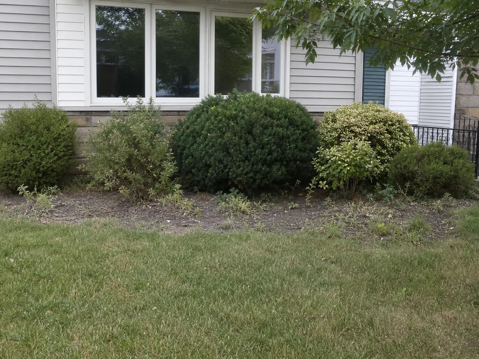 Front foundation bed before cleanup and renovation.