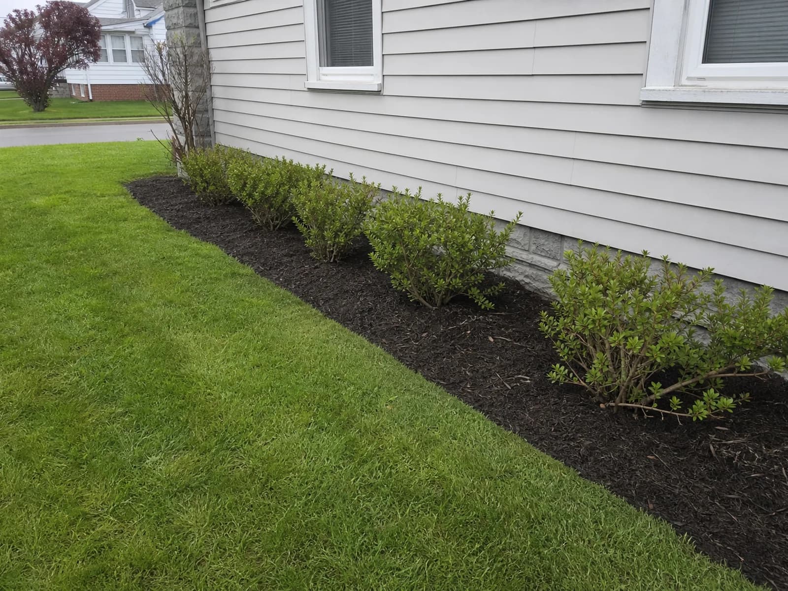 Freshly mowed lawn beside a maintained foundation bed.